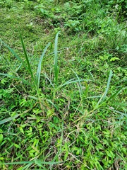 Urochloa mutica