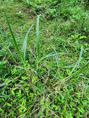 Urochloa mutica