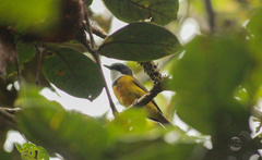 Pachycephala caledonica