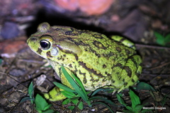 Sclerophrys garmani