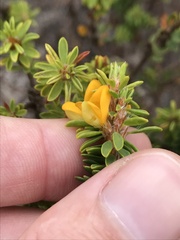 Pultenaea tuberculata