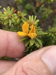 Pultenaea tuberculata