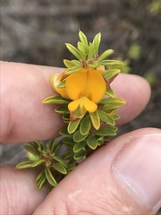 Pultenaea tuberculata