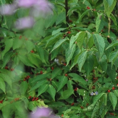 Zosterops erythropleurus