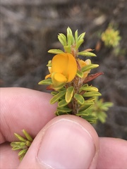 Pultenaea tuberculata