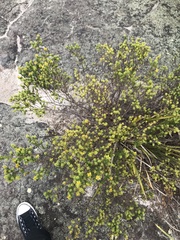 Pultenaea tuberculata