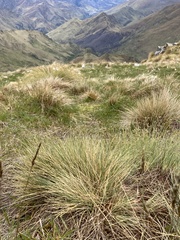 Poa colensoi