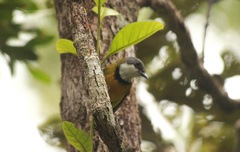 Pachycephala caledonica