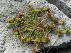 Cyperus michelianus