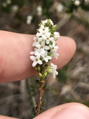 Leucopogon microphyllus