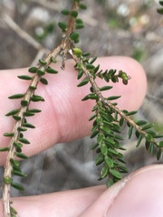Leucopogon microphyllus