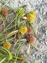 Cyperus michelianus