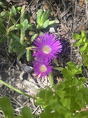 Carpobrotus rossii