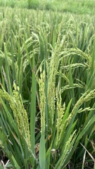 Oryza