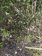 Leucopogon microphyllus