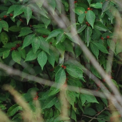 Zosterops erythropleurus