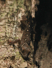 Correlophus sarasinorum