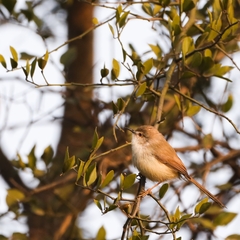 Prinia sylvatica