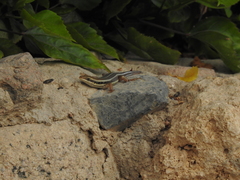 Trachylepis quinquetaeniata