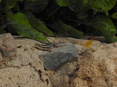 Trachylepis quinquetaeniata