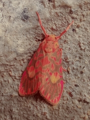 Ammatho cuneonotatus