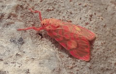 Ammatho cuneonotatus