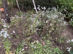 Aster ageratoides