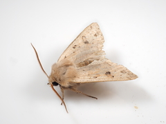 Orthosia lizetta