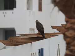 Buteo