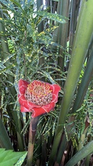 Etlingera elatior