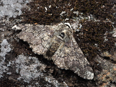 Biston robustum robustum