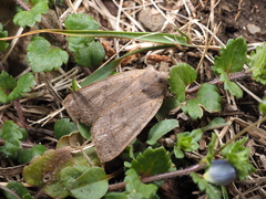 Agrocholorta nawae