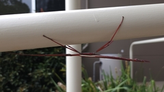 Tropidoderus childrenii