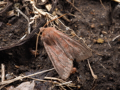 Orthosia odiosa