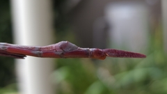 Tropidoderus childrenii