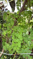 Dalbergia latifolia
