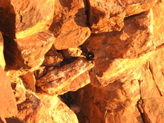 Onychognathus tristramii