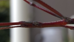 Tropidoderus childrenii