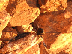 Onychognathus tristramii