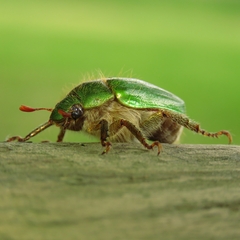Brachysternus spectabilis