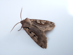 Perigrapha hoenei