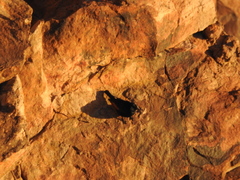 Onychognathus tristramii