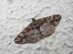 Pseuderannis lomozemia