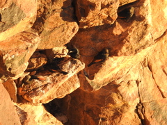 Onychognathus tristramii