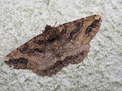 Cryptochorina amphidasyaria