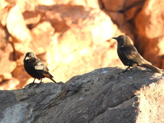 Onychognathus tristramii