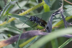 Astata