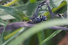 Astata
