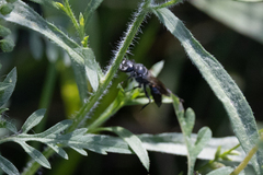 Astata