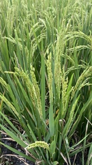 Oryza